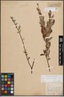 Foto von Salix cinerea L. x Salix repens L.